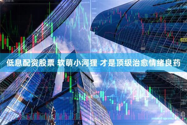 低息配资股票 软萌小河狸 才是顶级治愈情绪良药